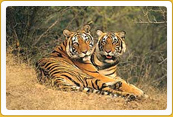 Rajasthan Wildlife Goa Tour 