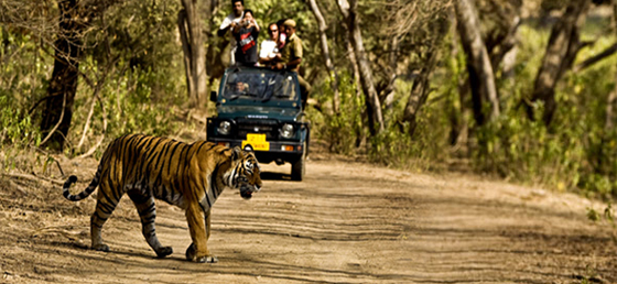 Rajasthan Wildlife Holidays