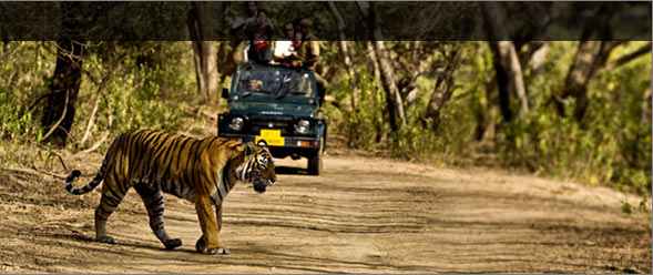 Rajasthan Wildlife Holidays