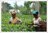 Assam Tea Gardens