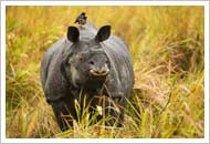 Kaziranga Wildlife