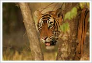 Tiger at Ranthambore National Park